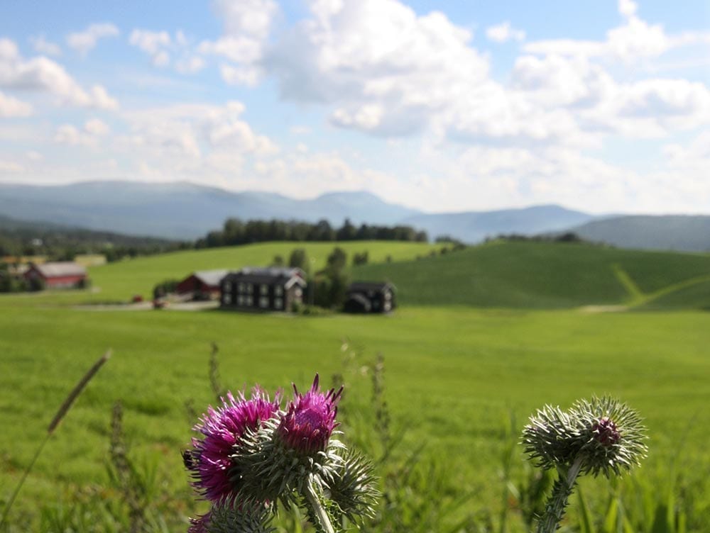 Vingelen. Foto: Christine Baglo