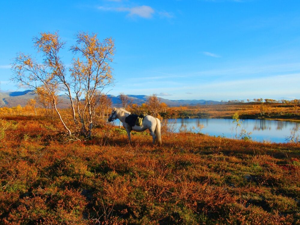 Høst på Patrusli gård Høst på Patrusli gård