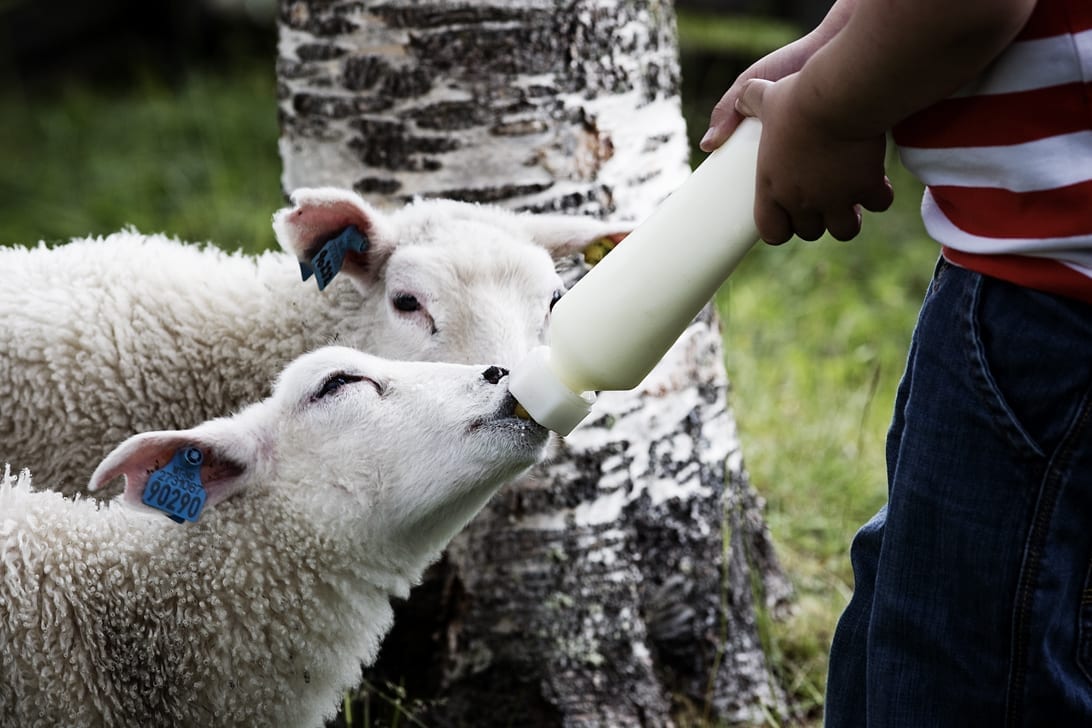 Seteropplevelser. Foto: Tom Gustavsen