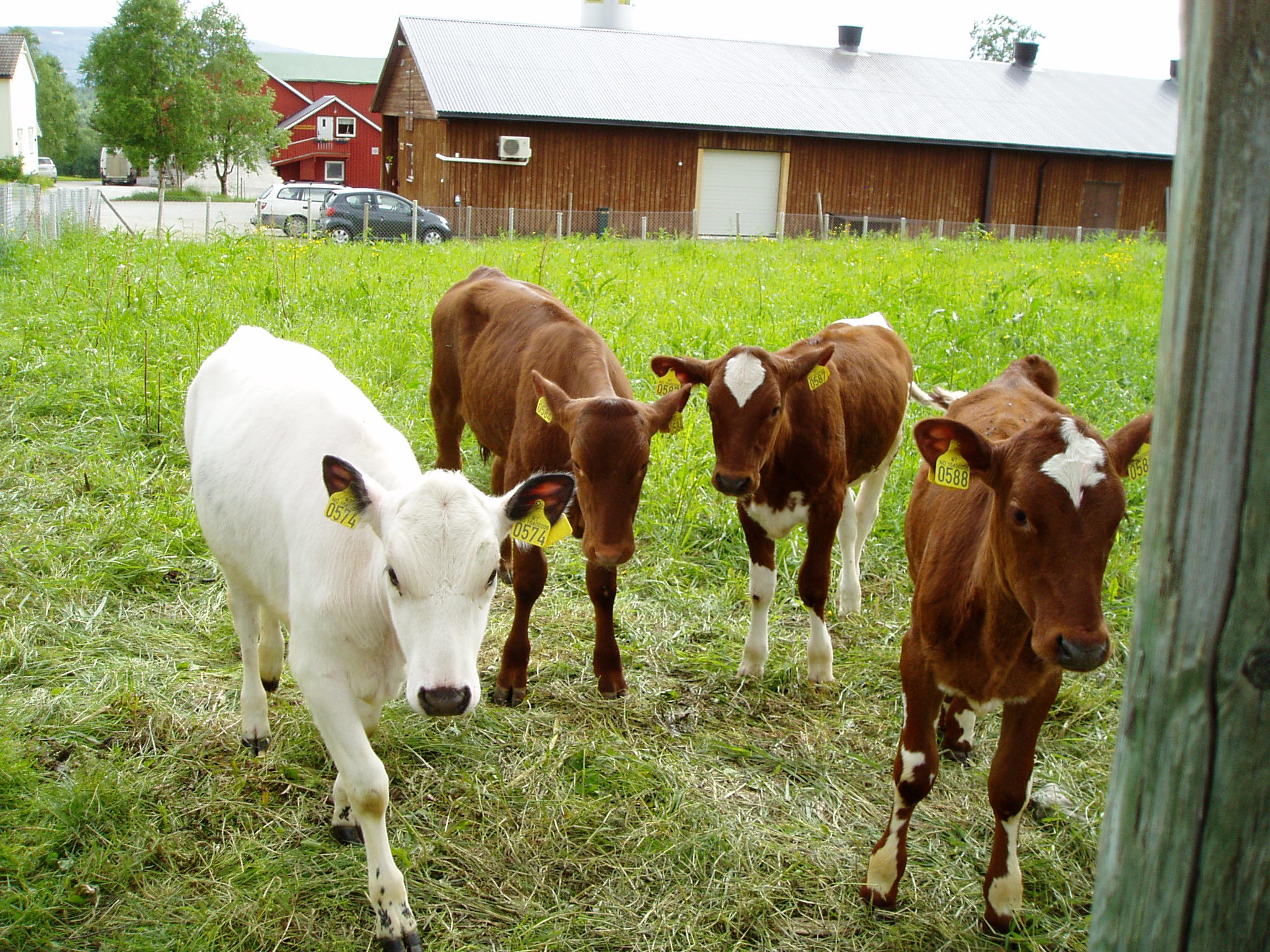 Kalver på Galåvolden gård