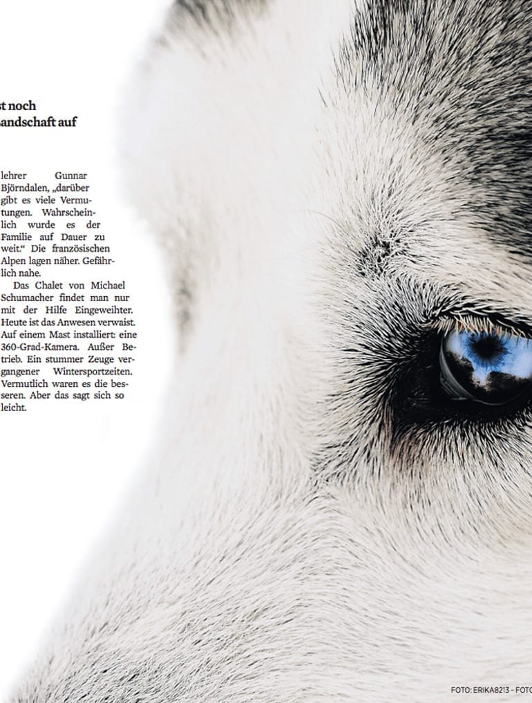 Eis auf die Schnauze