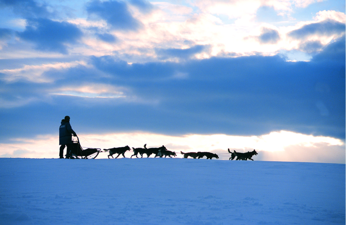 Hundekjøring Føl roen på fjellen bak hundespannet. Foto: Arne Tønset
