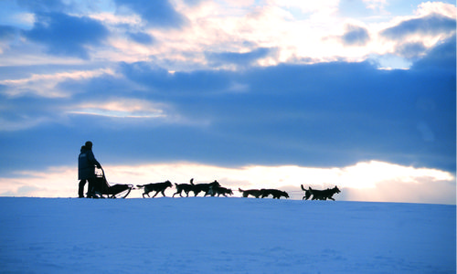 Hundekjøring Føl roen på fjellen bak hundespannet. Foto: Arne Tønset