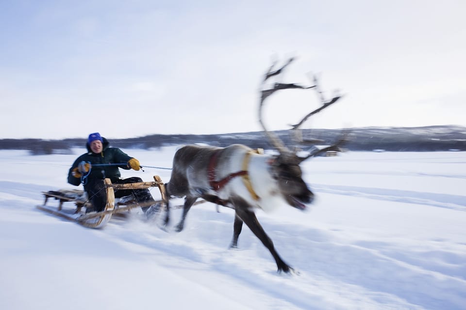 Rørosrein_kjørerein rune_fotograf Tom Gustavsen