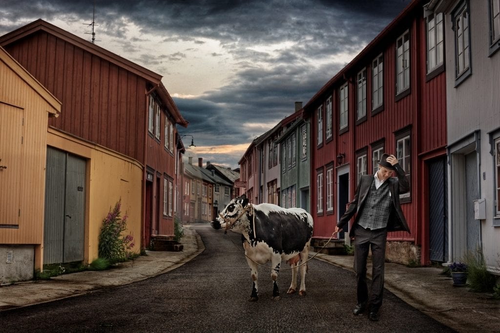 Røroskua på Flanderborg. Foto: Tom Gustavsen