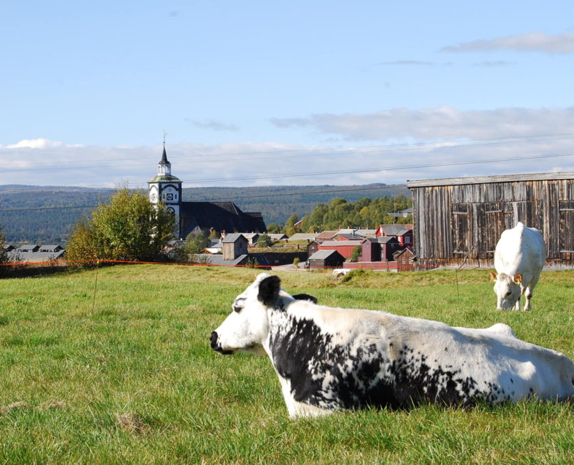 Røros er Norges Lokalmathovestad_Røroskua_foto_FinnNilsen Røros er Norges Lokalmathovestad_Røroskua_foto_FinnNilsen