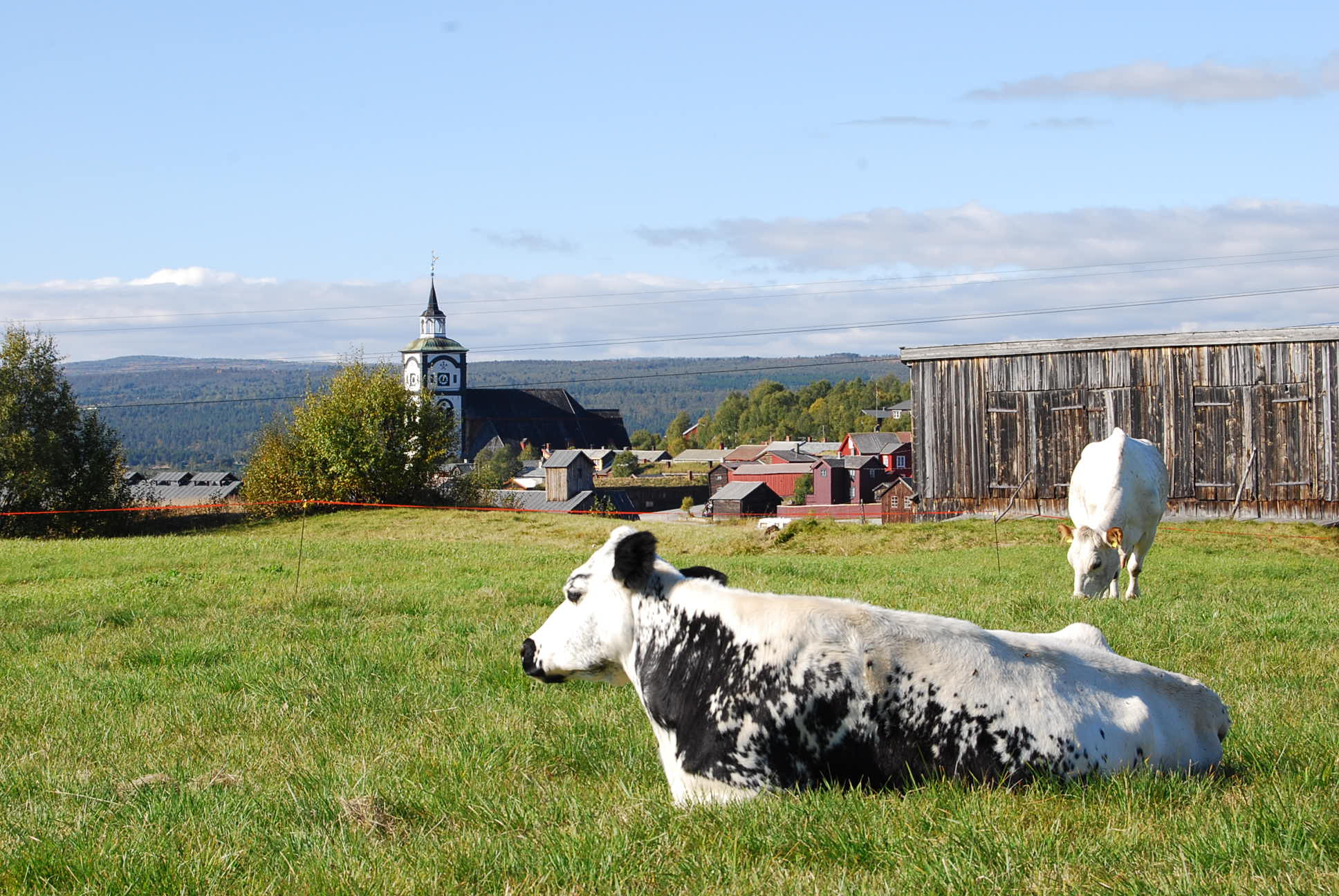 Røros er Norges Lokalmathovestad_Røroskua_foto_FinnNilsen