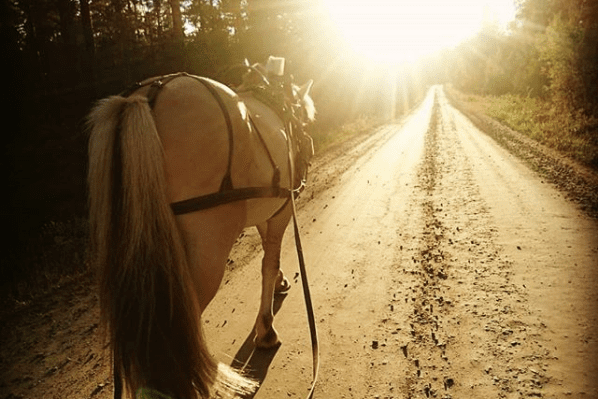 Kveldstur i solnedgang av @m_hamland Kveldstur i solnedgang av @m_hamland