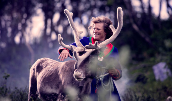 rørosrein rørosrein