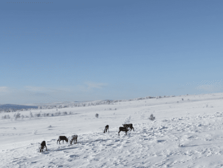 Vinter i Rørosregionen
