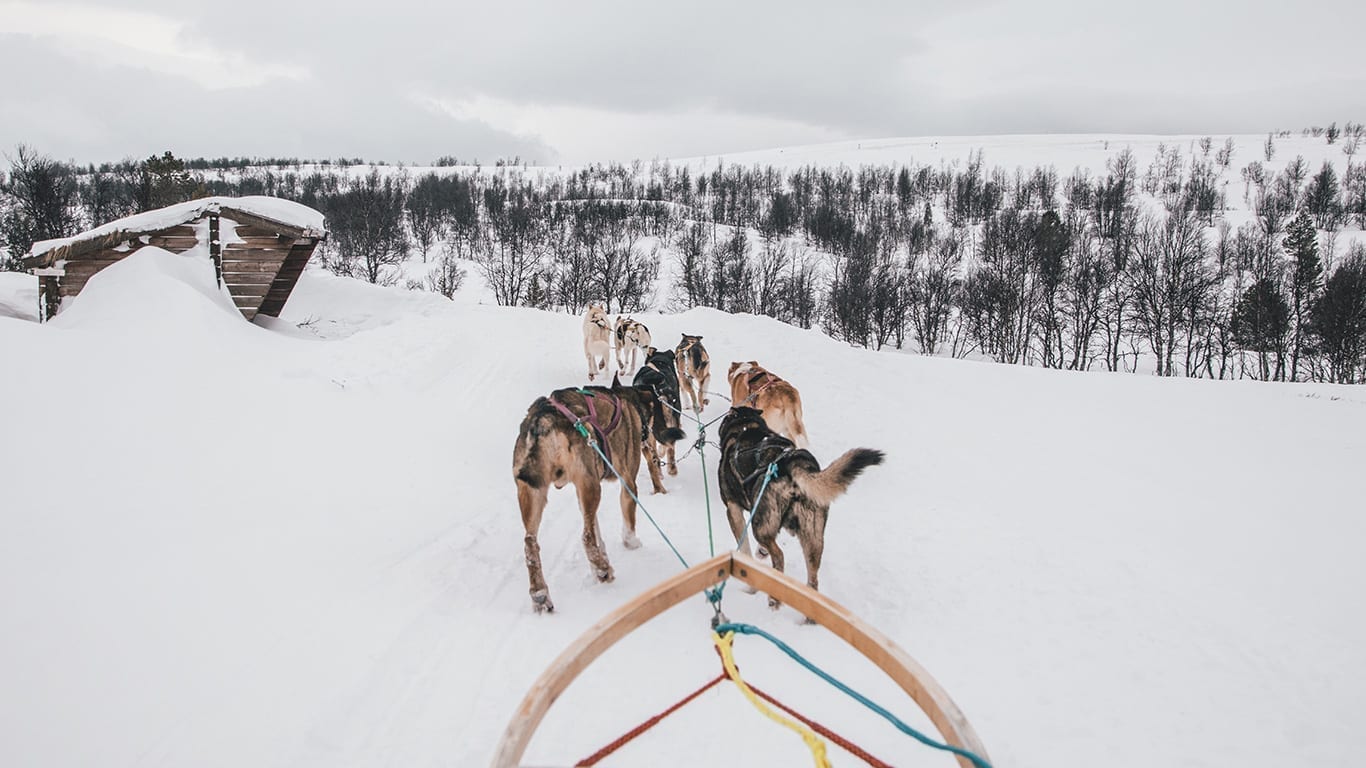 Hundekjøring. Foto: Borderfree Travels