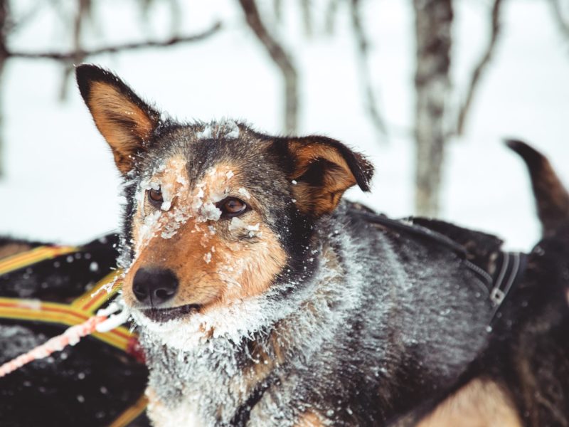 Femund4all Femund4all