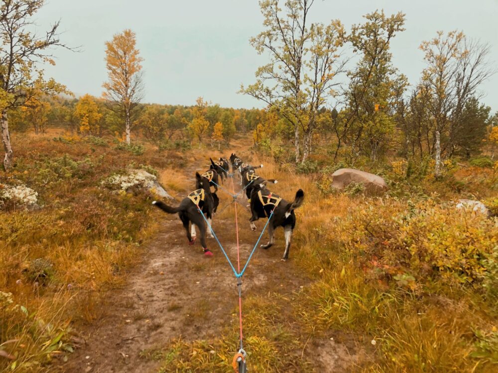 Barmarkskjøring Barmarkskjøring