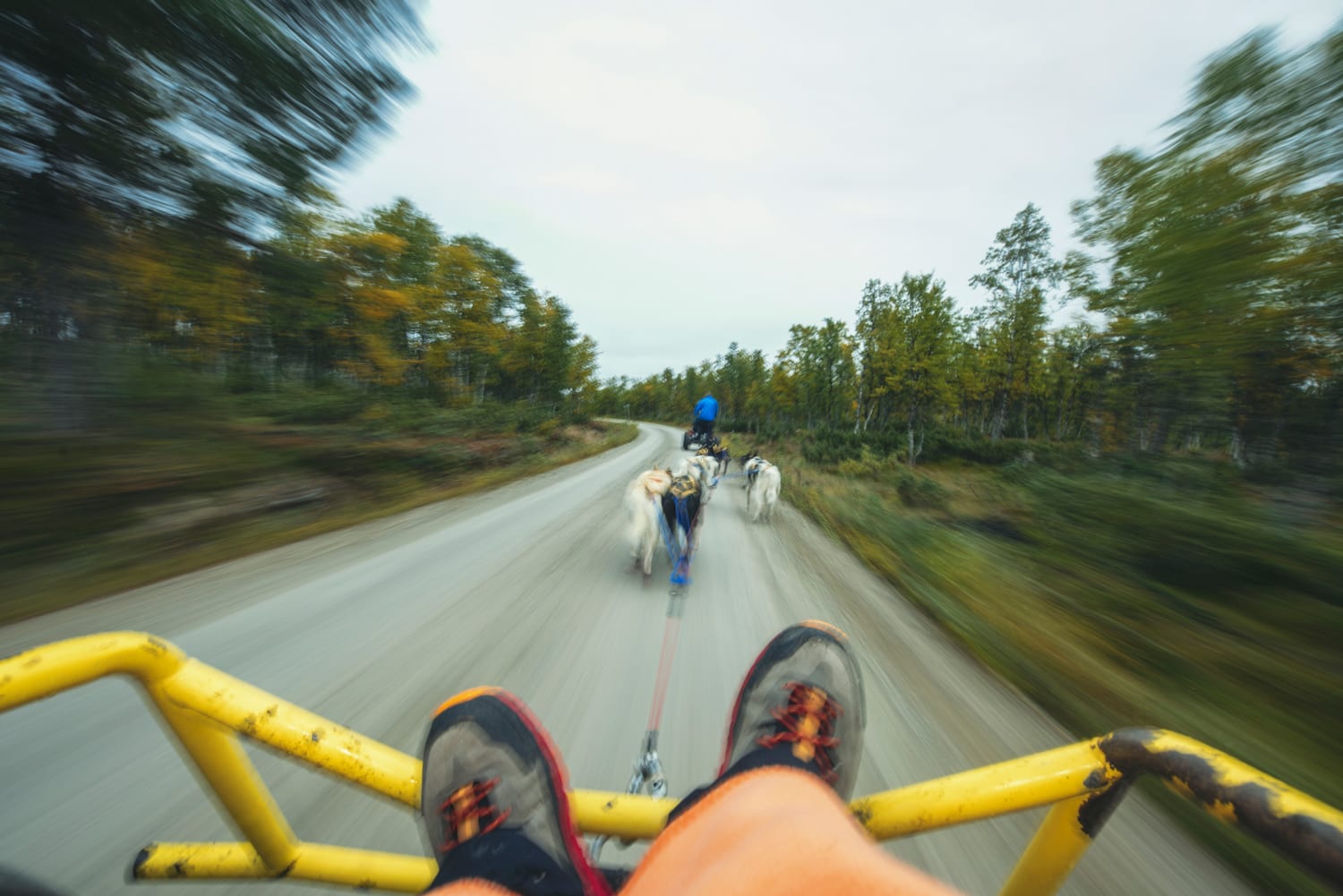 Hundekjøring på barmark
