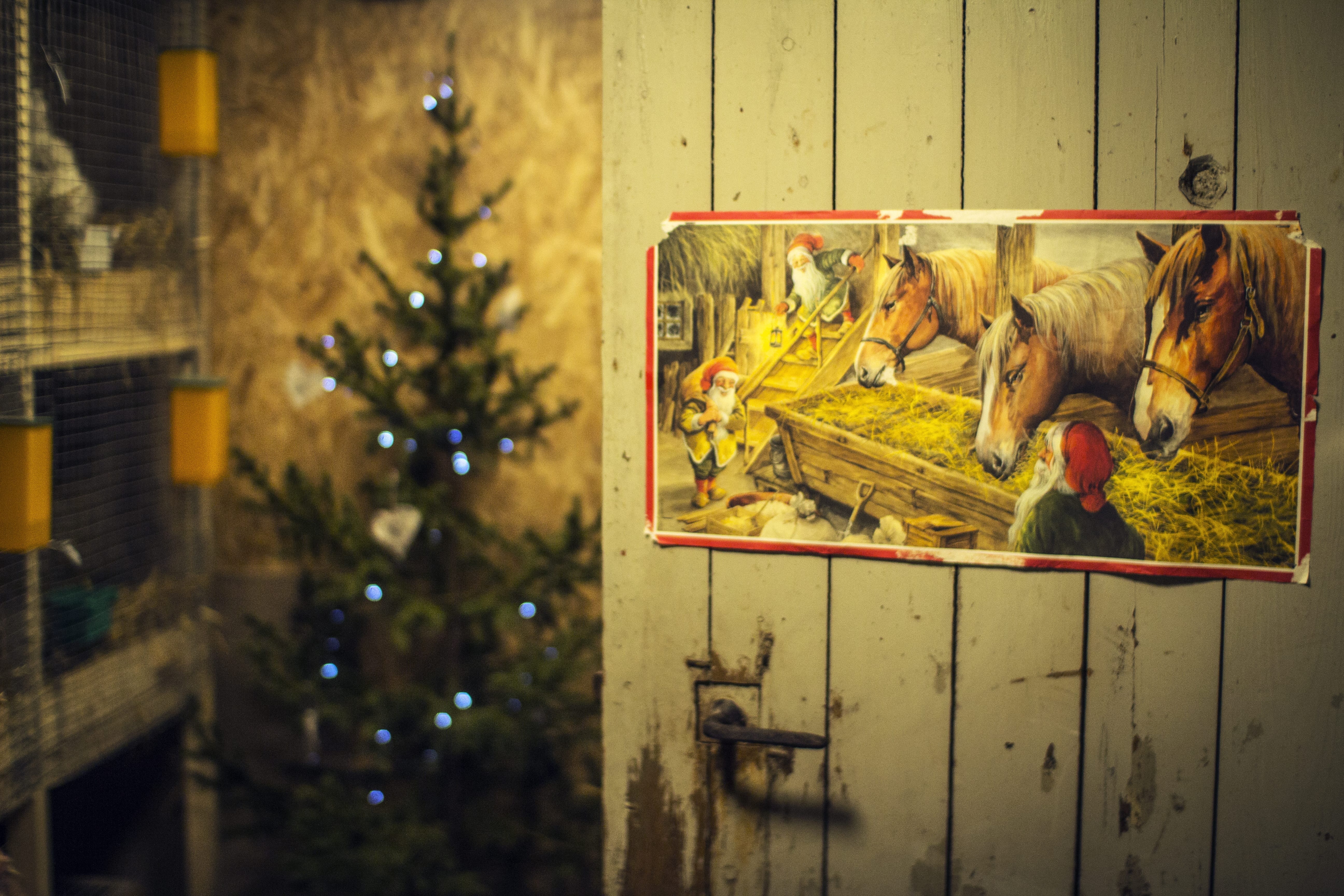 Julestemning i fjøset