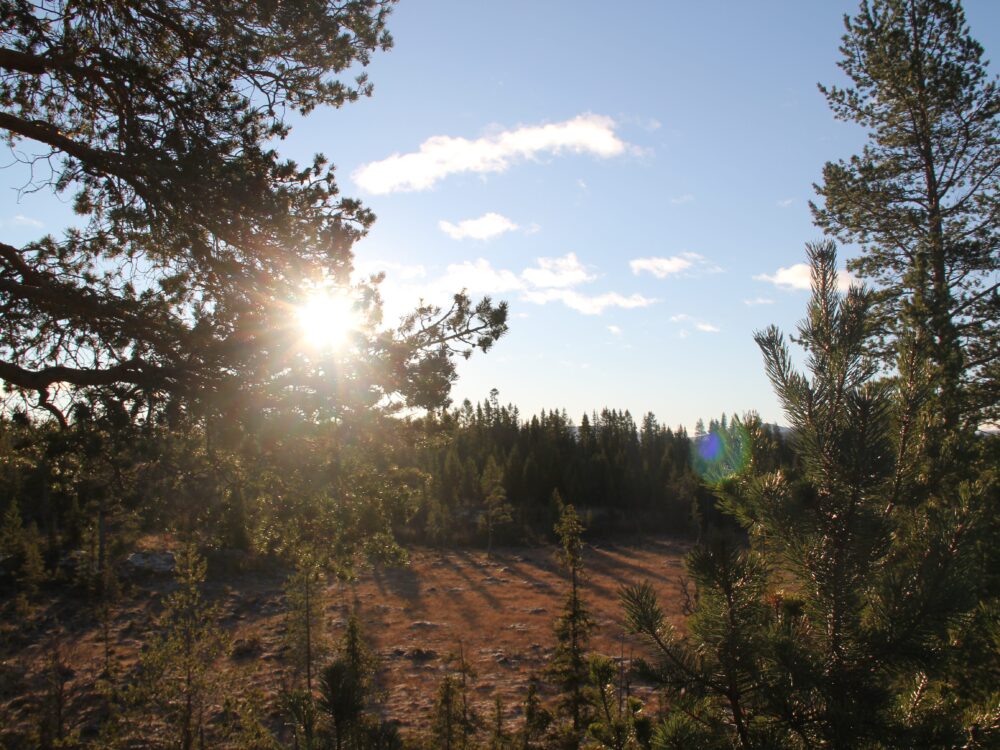 Kraggbua utsikt fra tretopphytte